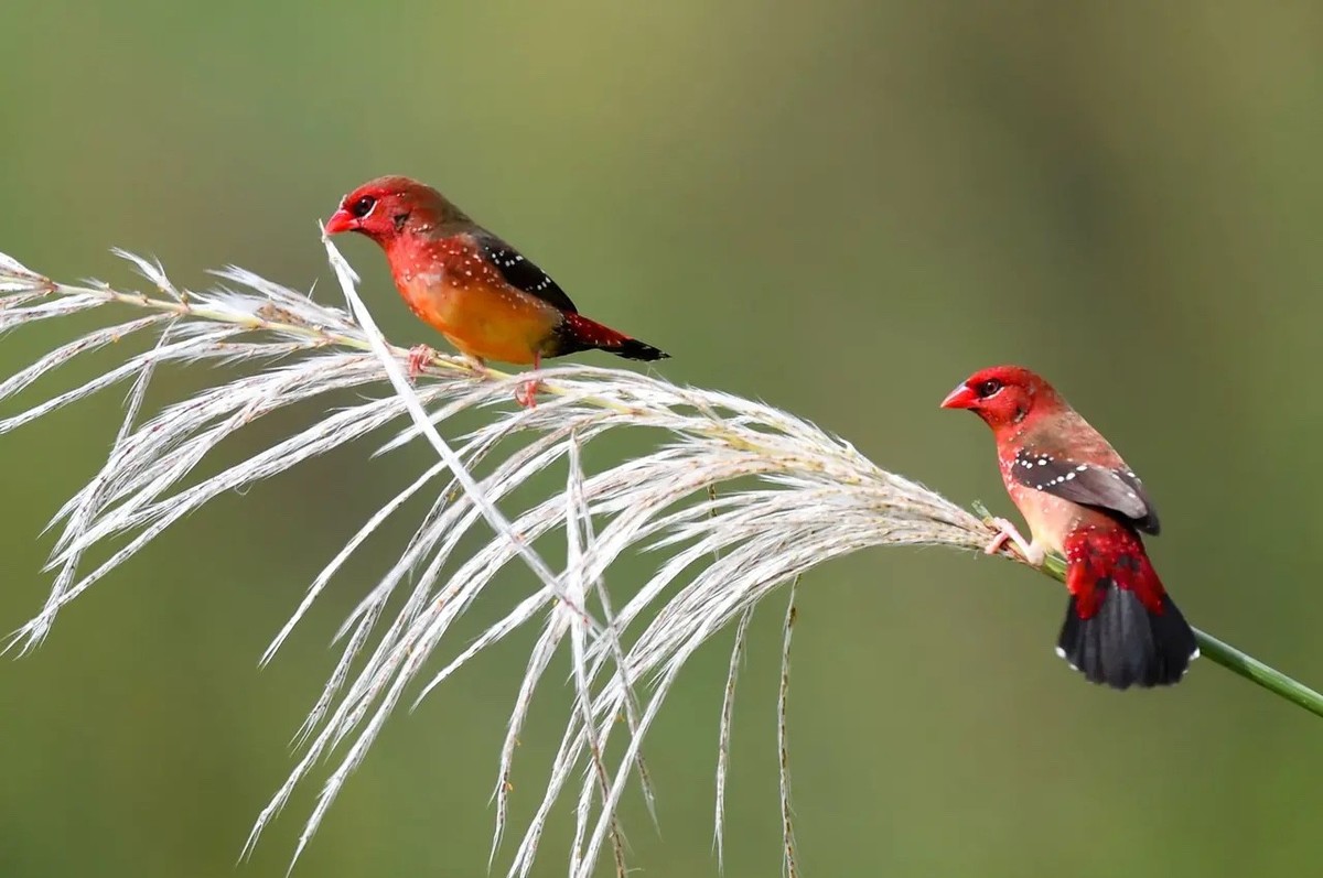 芦苇上红梅花雀爱情--连拍