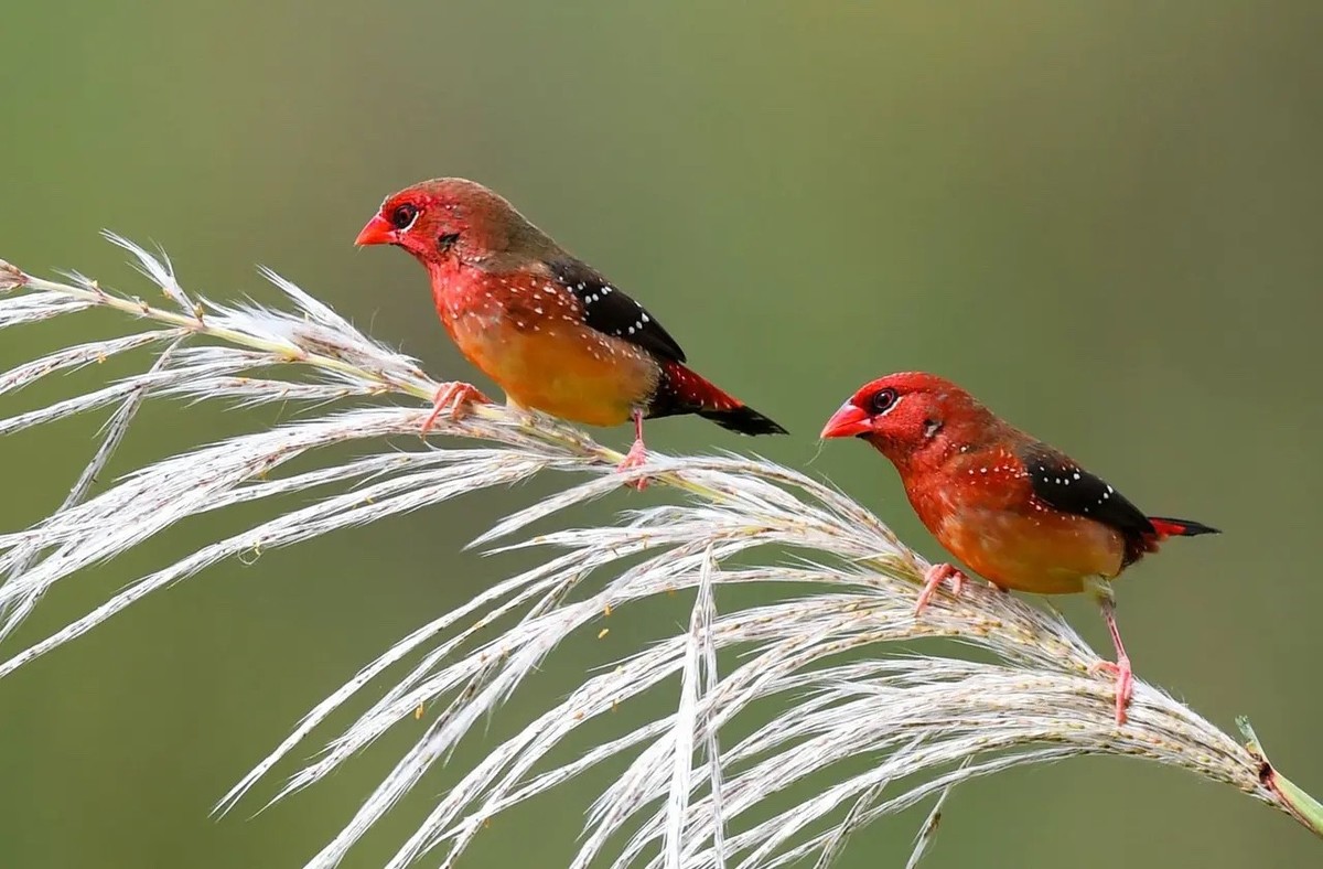 芦苇上红梅花雀爱情--连拍
