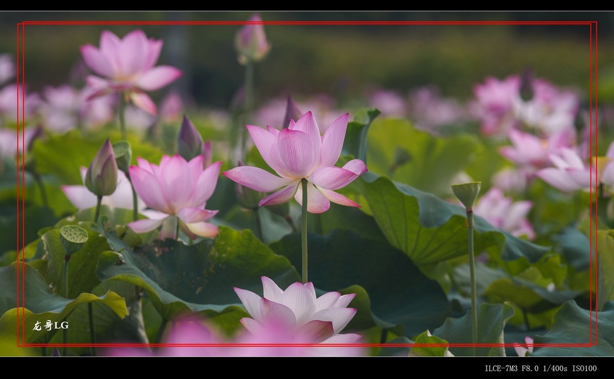 发一帖,庆祝R8开坛