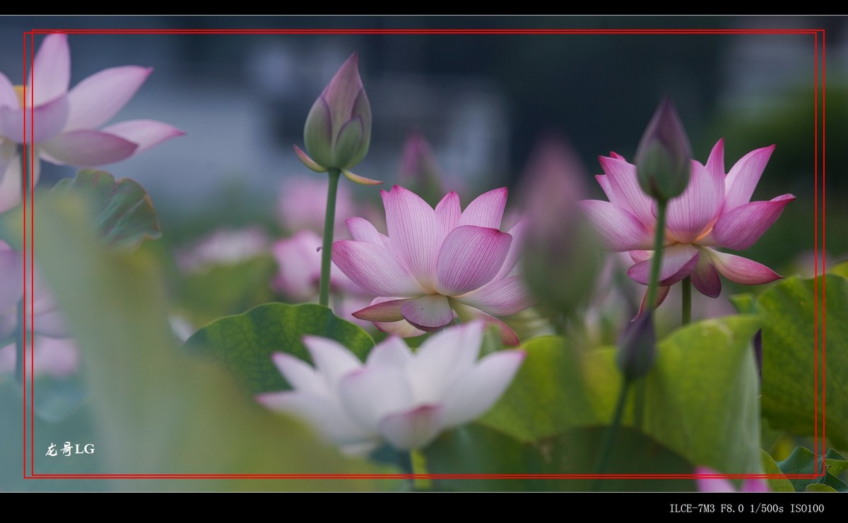 发一帖,庆祝R8开坛