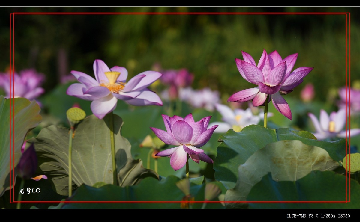 牛刀杀鸡，鸟头拍花 （EF ?300 F2.8 ）