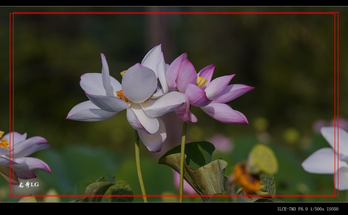 牛刀杀鸡，鸟头拍花 （EF ?300 F2.8 ）