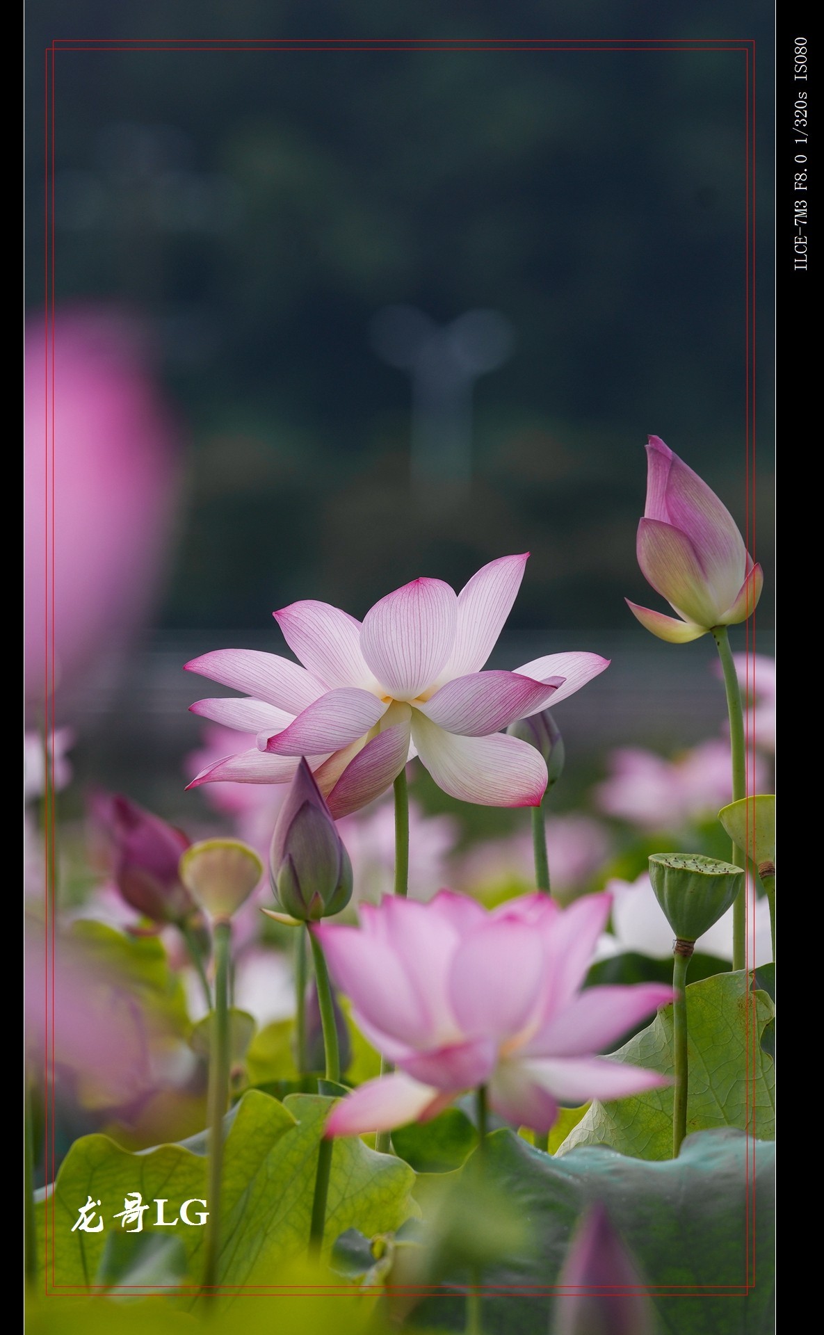 牛刀杀鸡，鸟头拍花 （EF ?300 F2.8 ）