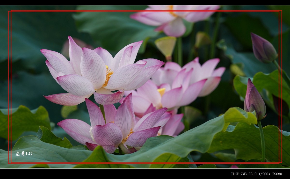 牛刀杀鸡，鸟头拍花 （EF ?300 F2.8 ）