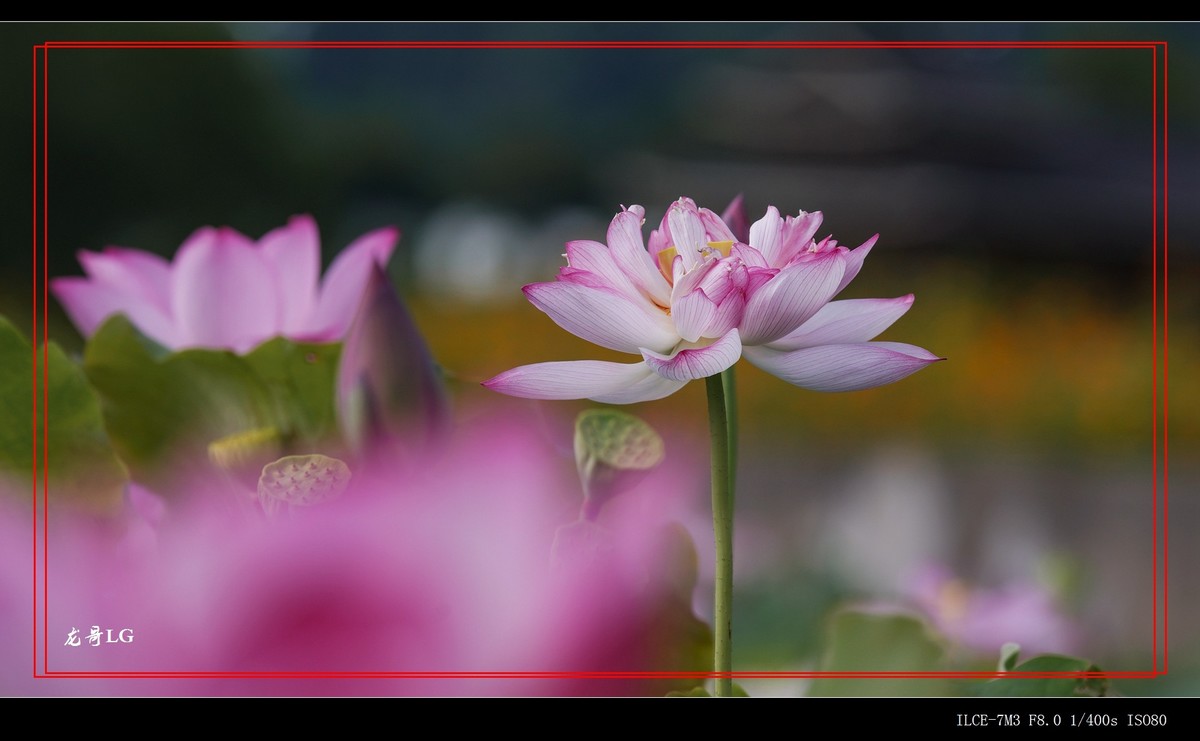 牛刀杀鸡，鸟头拍花 （EF ?300 F2.8 ）