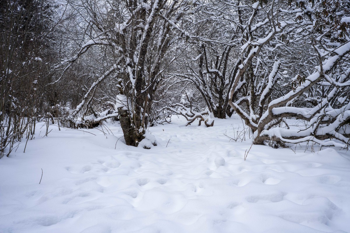 这里的冬天好魅    毕棚沟，阿坝州，四川省