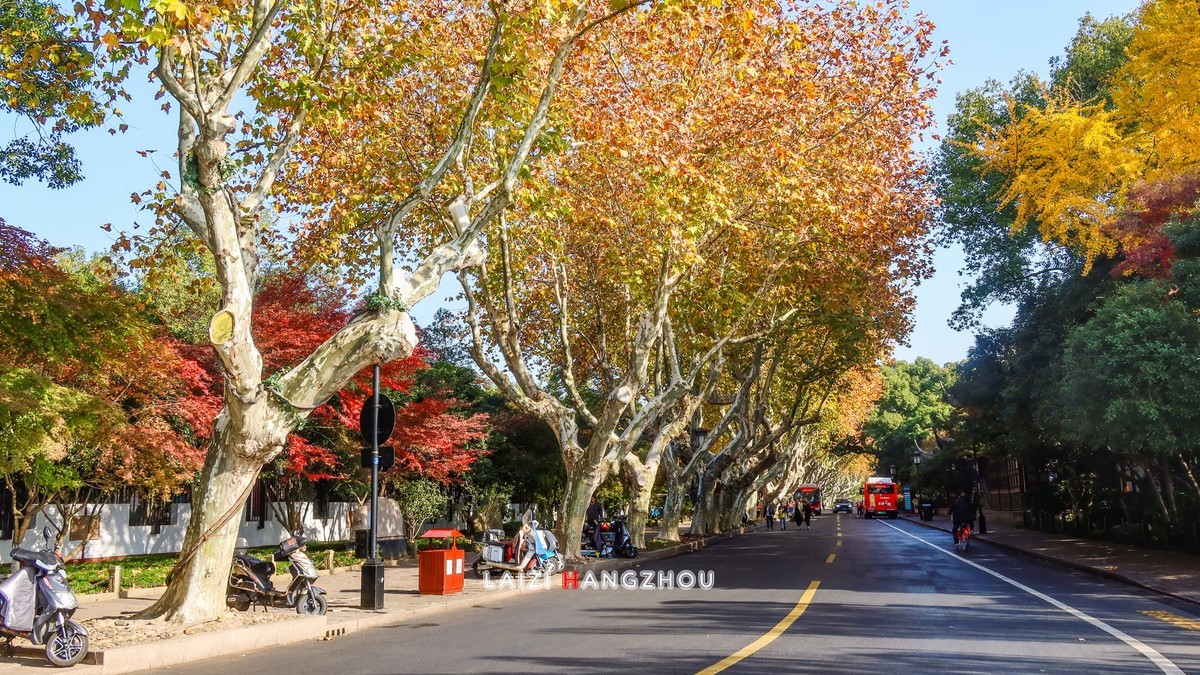 西湖秋色如约而至 (4)