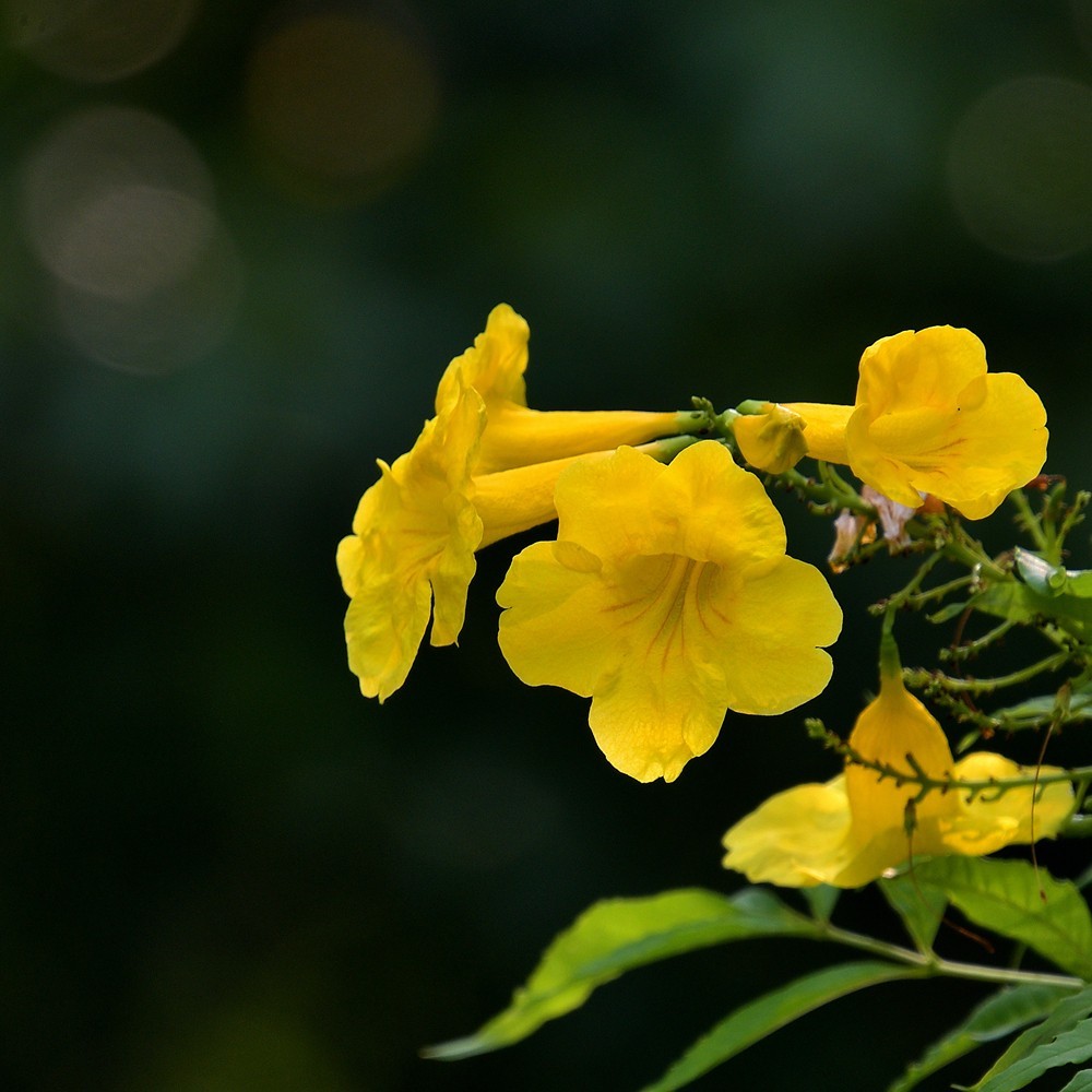 公园里的黄钟树花1