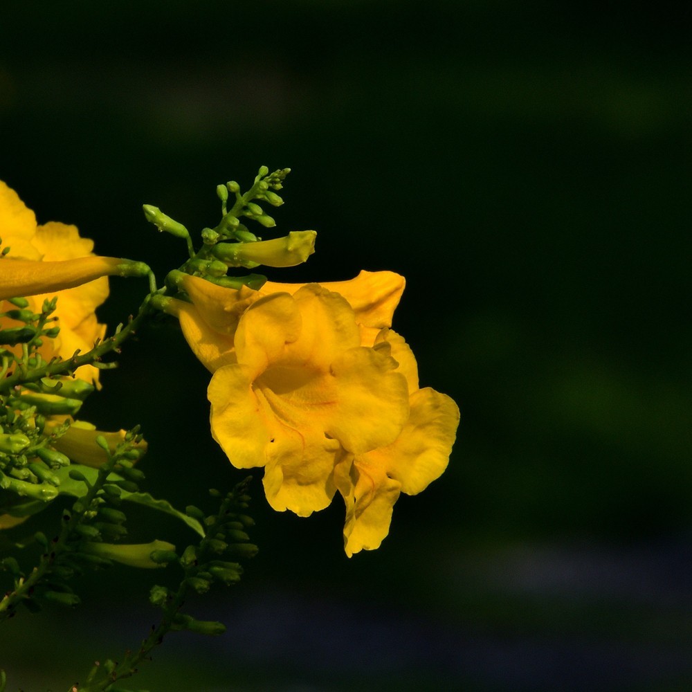 公园里的黄钟树花1