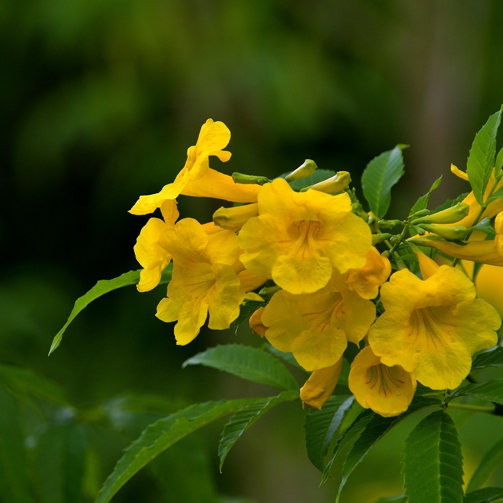 公园里的黄钟树花1