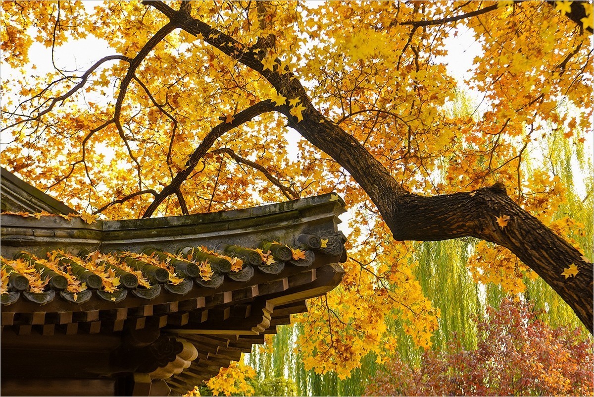 2024年第0867贴-北京紫竹院风光秋拍（1124）