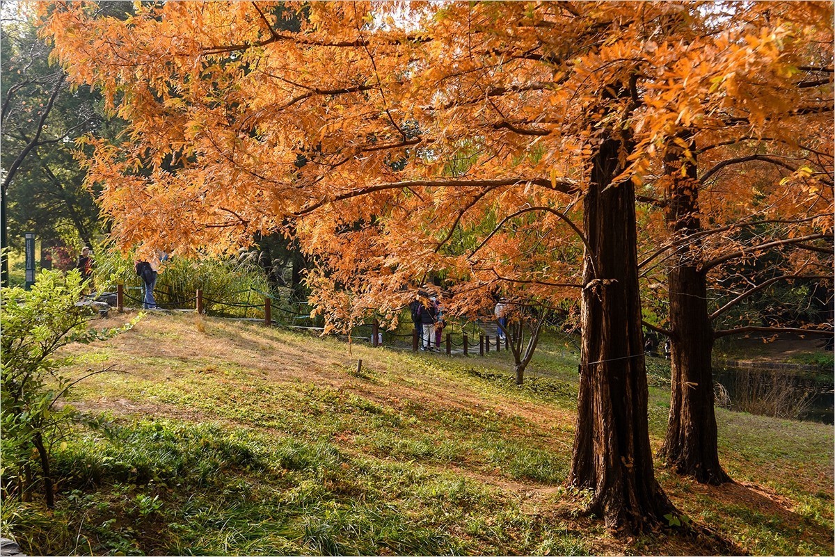 2024年第0867贴-北京紫竹院风光秋拍（1124）