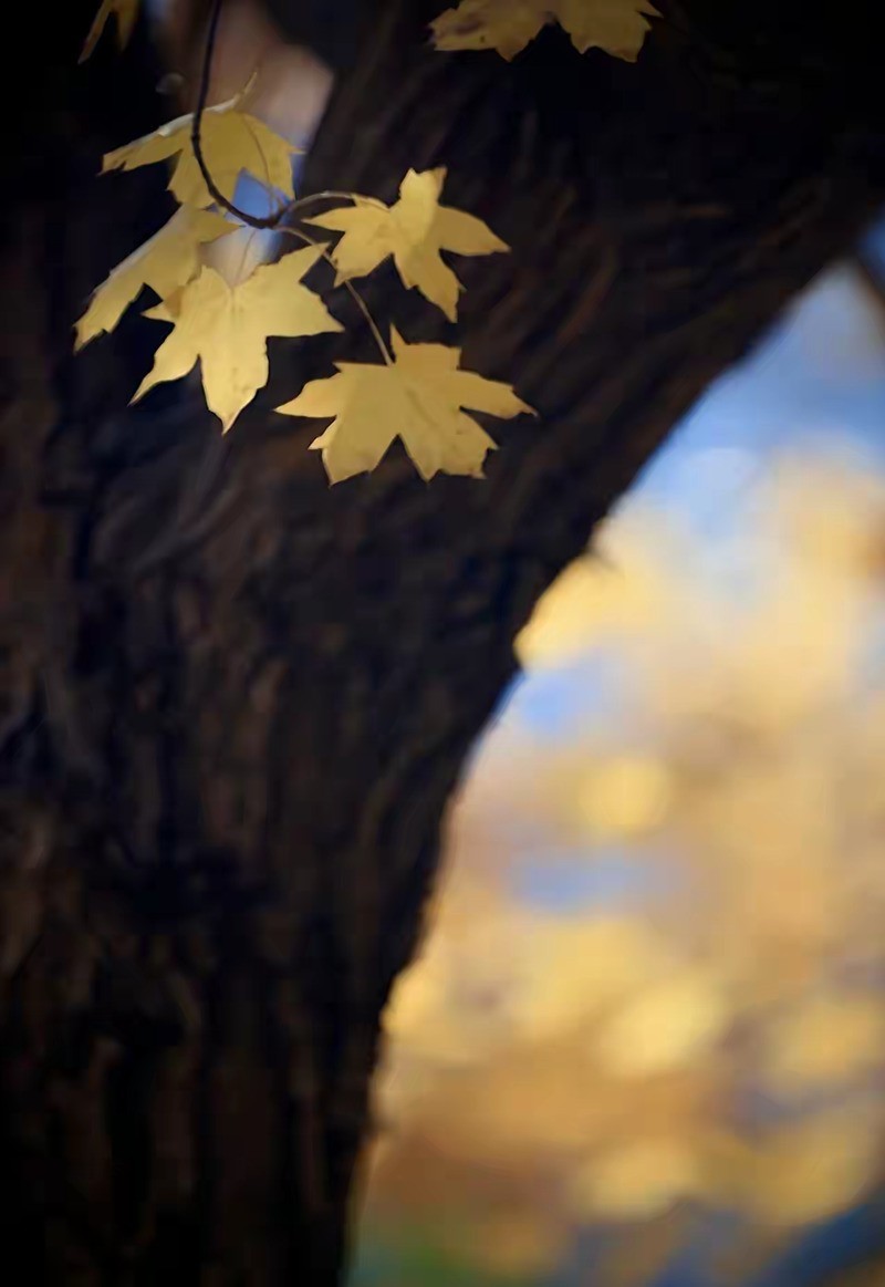 银杏叶黄2
