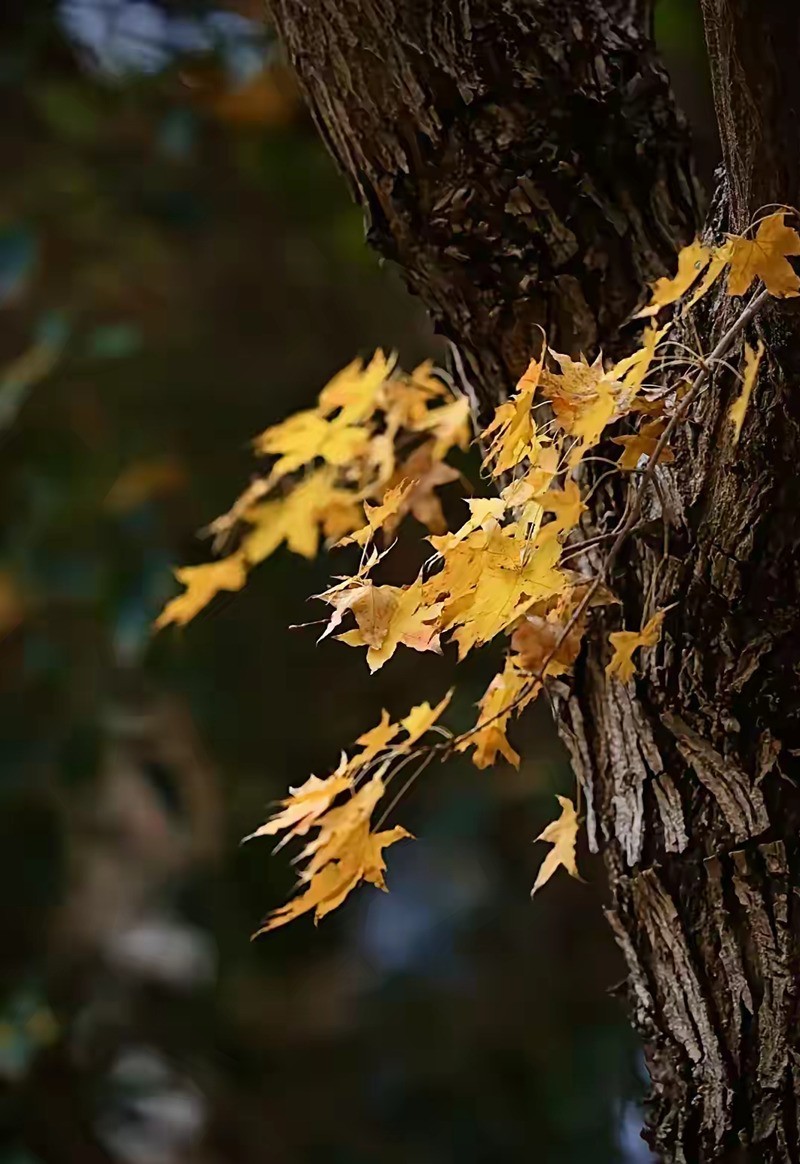 银杏叶黄2