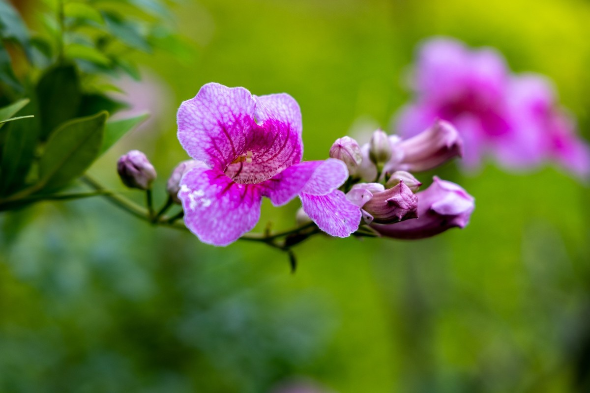 花枝招展（335）