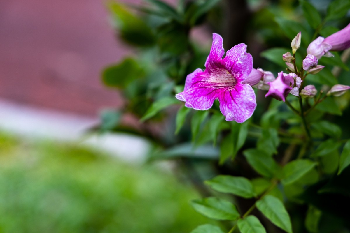 花枝招展（335）