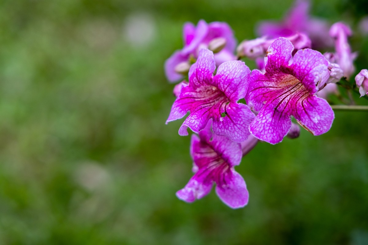 花枝招展（335）