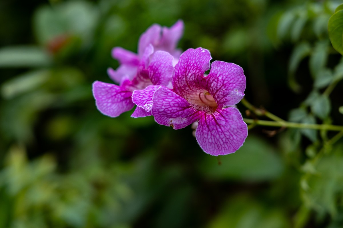 花枝招展（335）