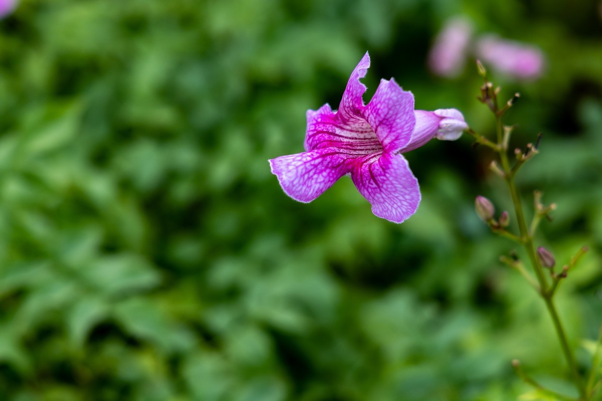 花枝招展（335）