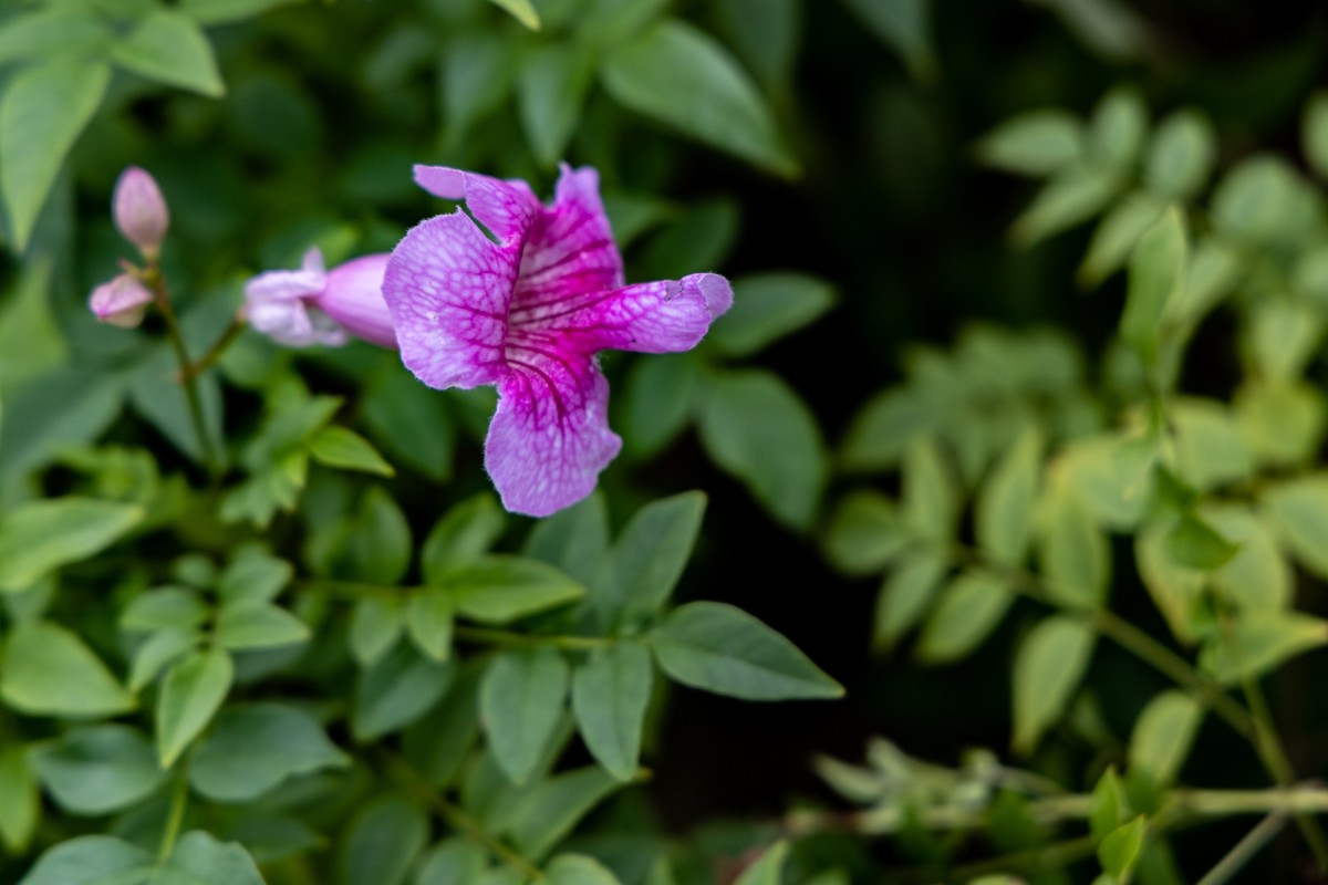 花枝招展（335）