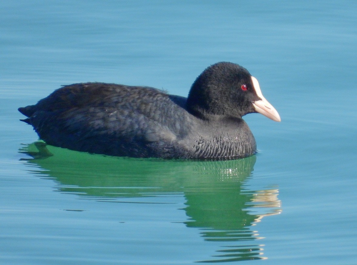 知道的和不知道的水鸟