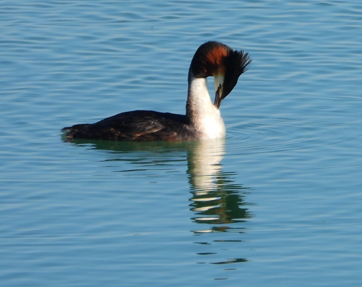 知道的和不知道的水鸟