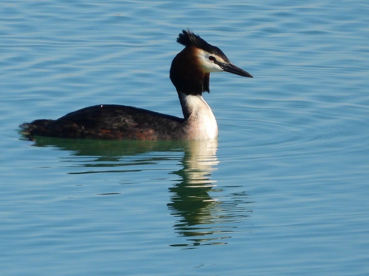 知道的和不知道的水鸟
