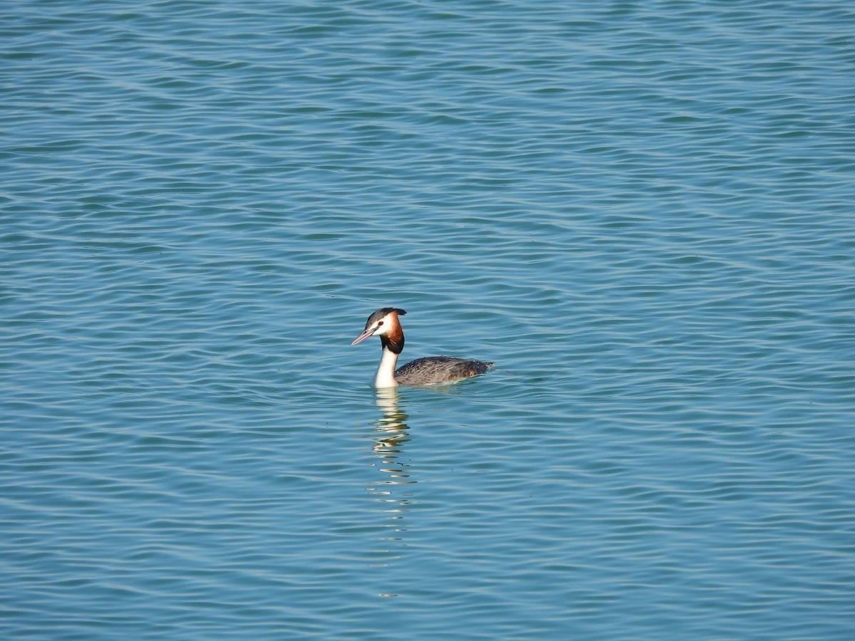 知道的和不知道的水鸟