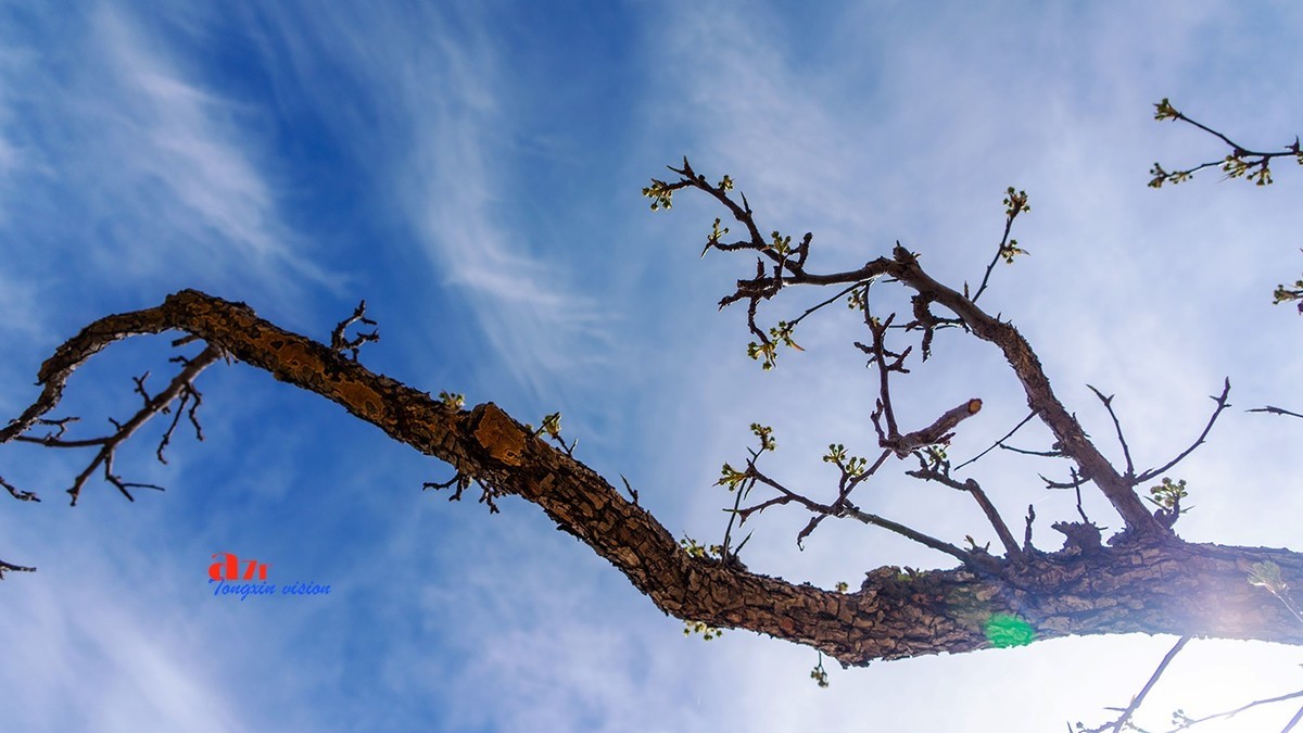 毛岭沟里的梨树（1）