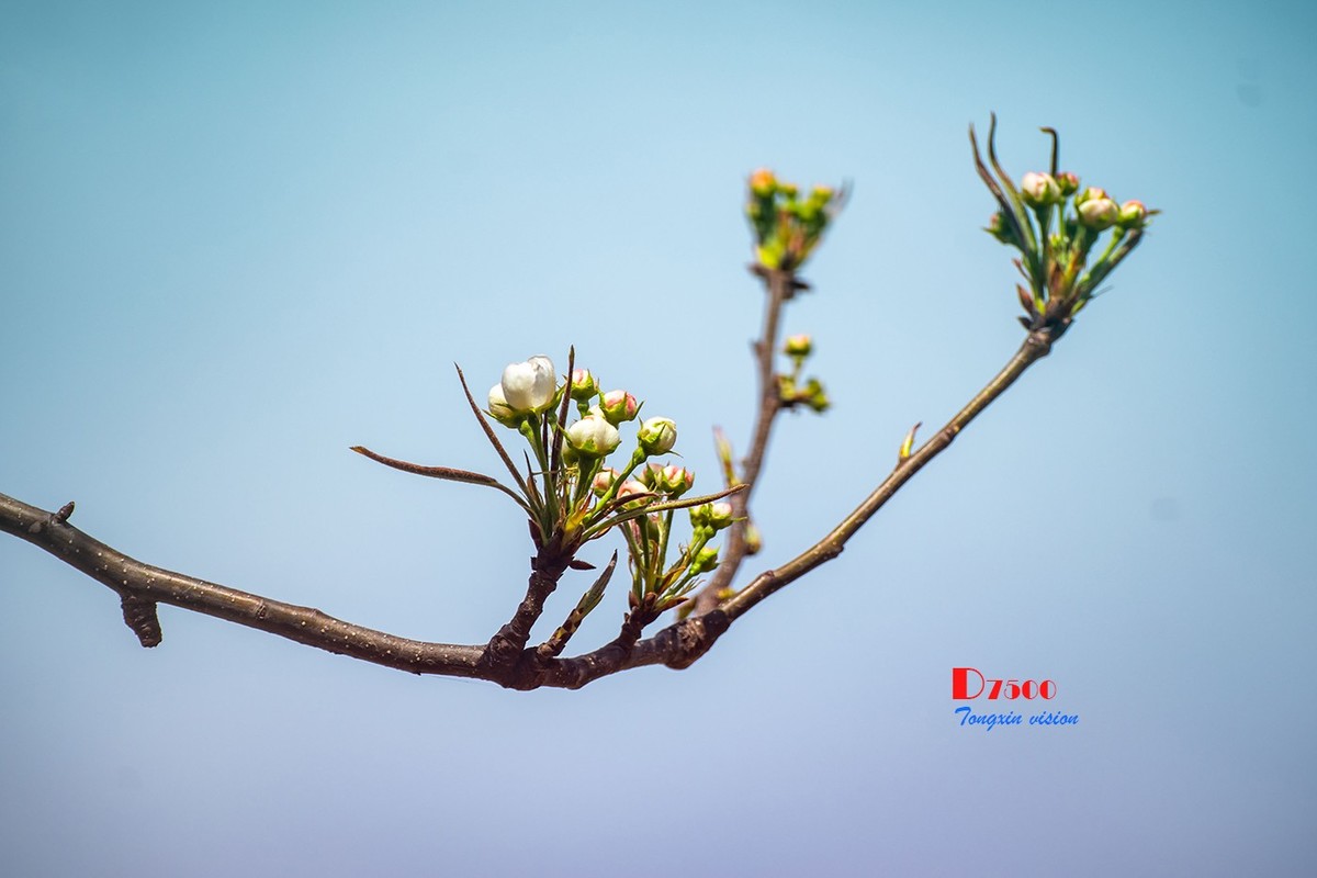 毛岭沟里的梨树（1）