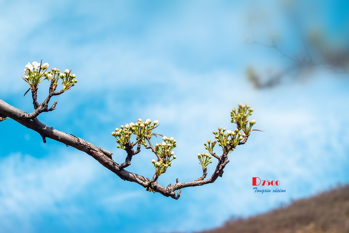 毛岭沟里的梨树（1）