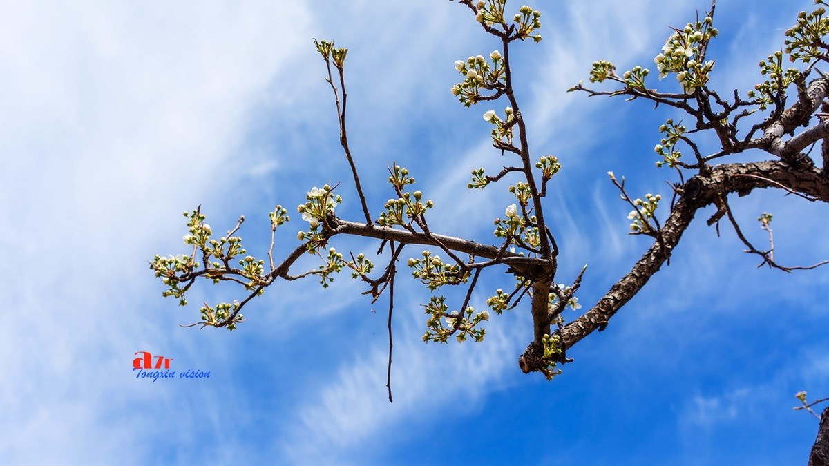 毛岭沟里的梨树（1）