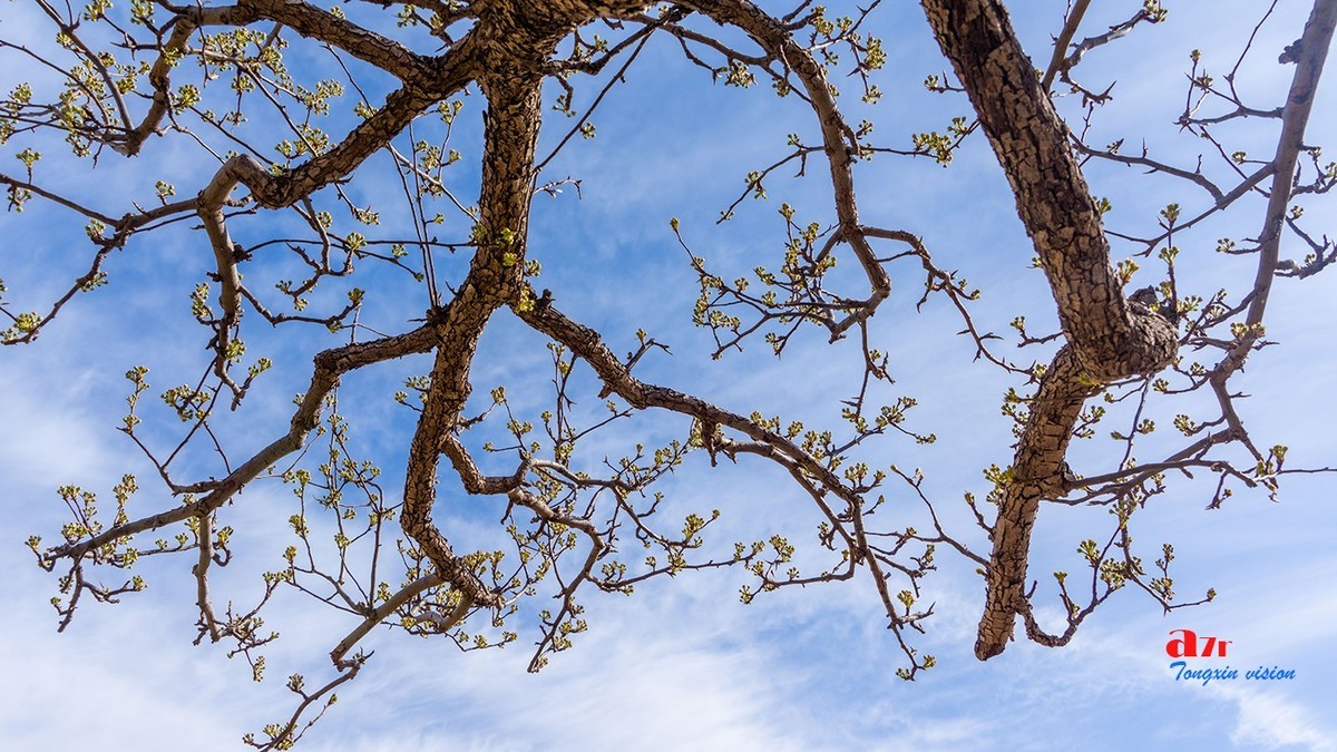 毛岭沟里的梨树（1）
