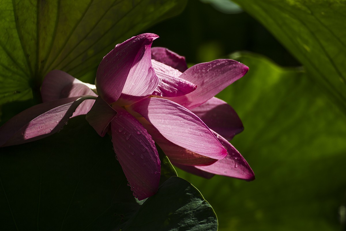 一朵芙蕖初照水，涂朱施粉未相如。