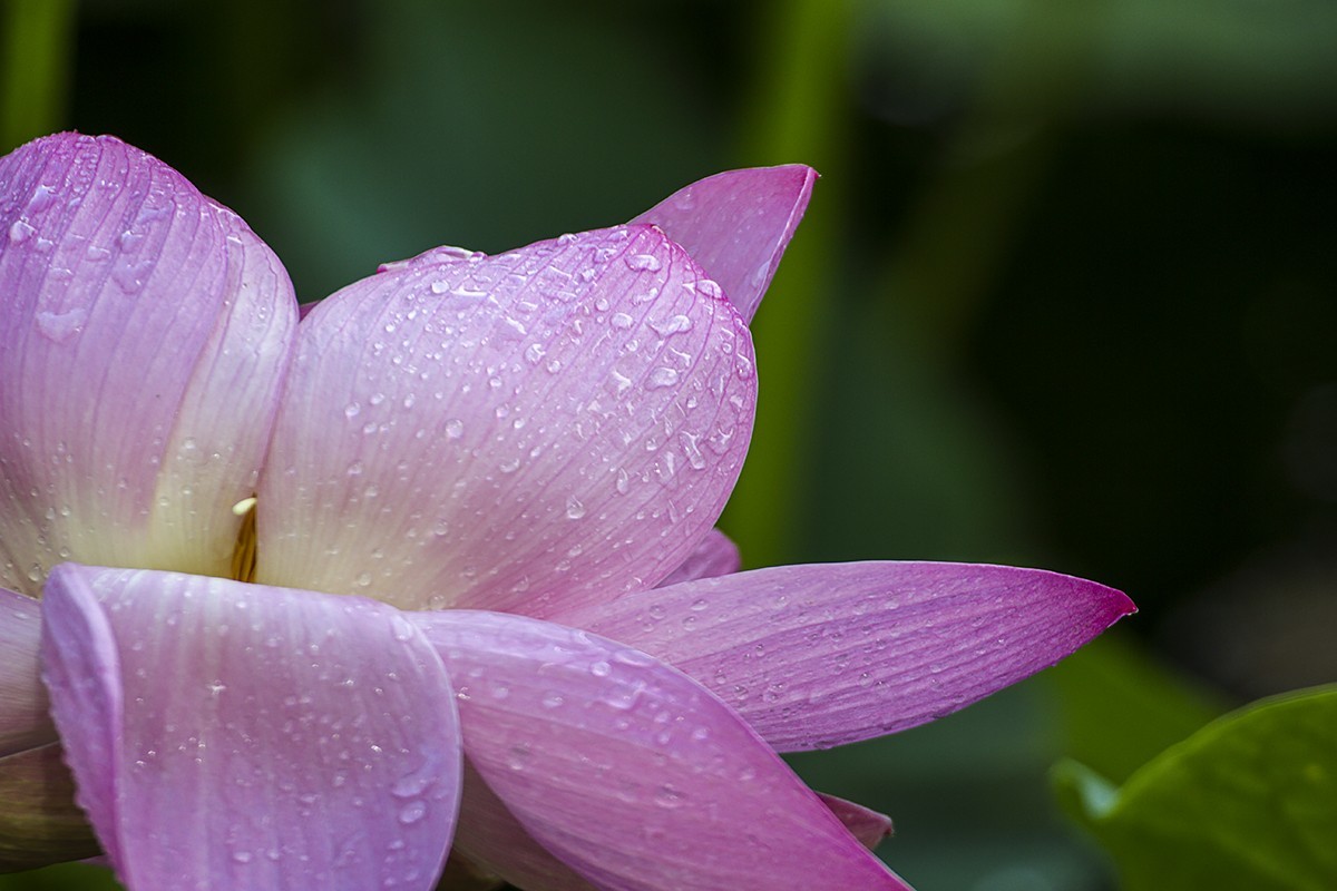 一朵芙蕖初照水，涂朱施粉未相如。