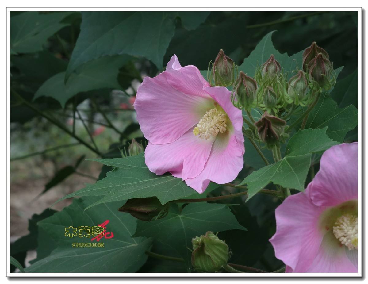 木芙蓉 21【2022-0839】