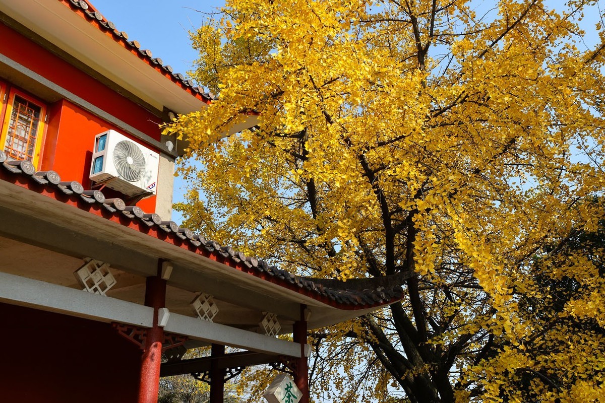 #留住美丽秋天#秋红,,秋黄