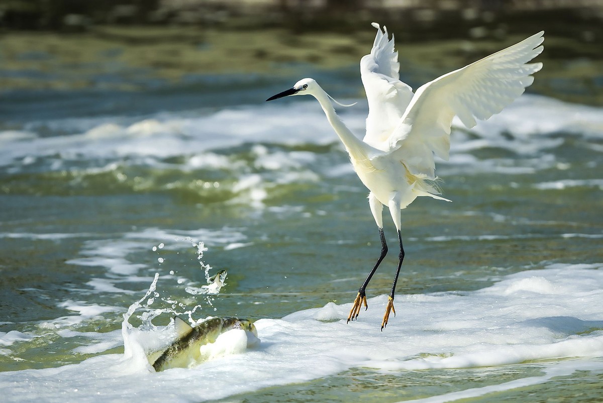 西堤拍白鹭（尼康500mm f5.6E PF ED VR 试镜）