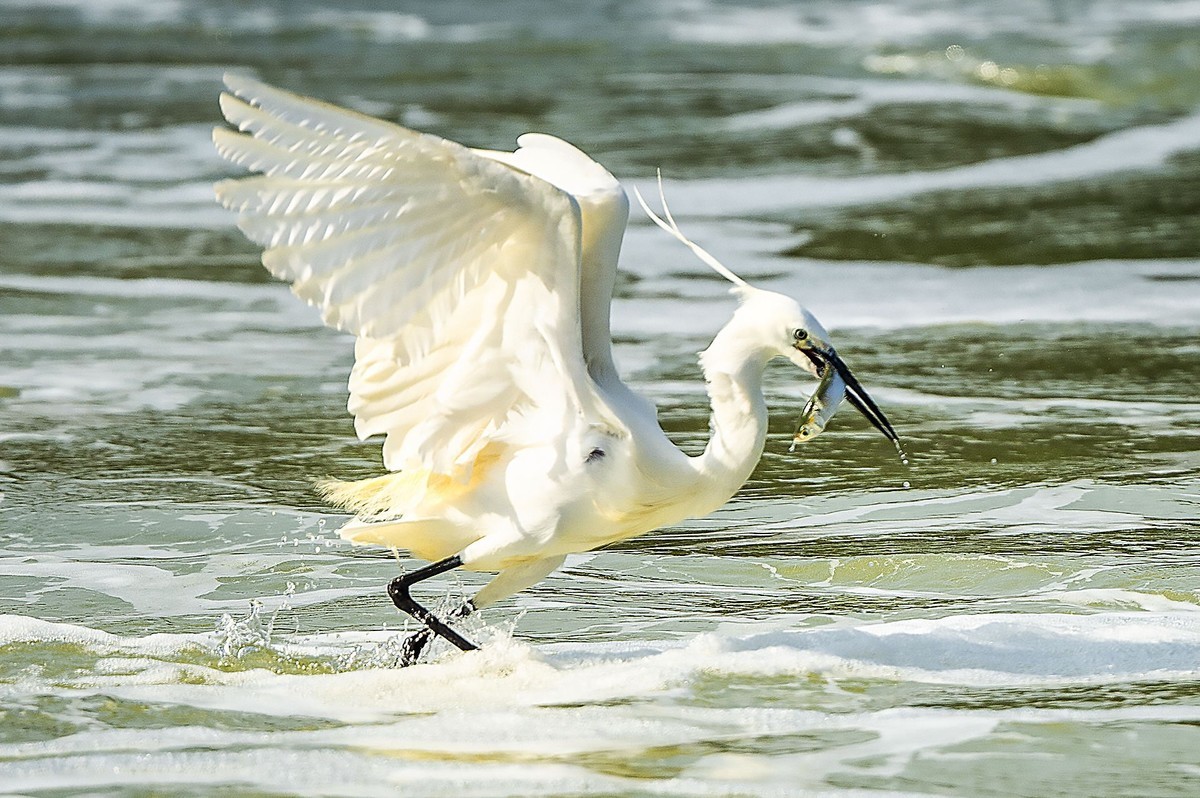 西堤拍白鹭（尼康500mm f5.6E PF ED VR 试镜）