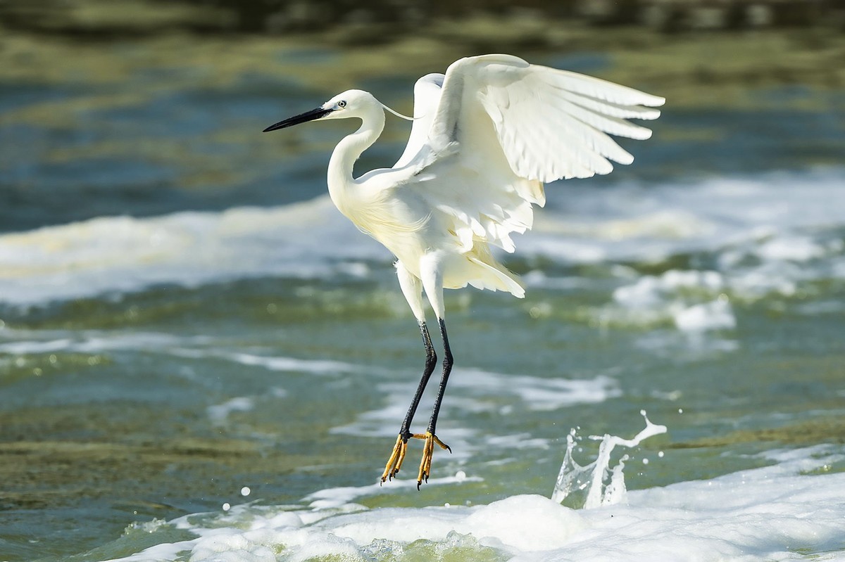 西堤拍白鹭（尼康500mm f5.6E PF ED VR 试镜）