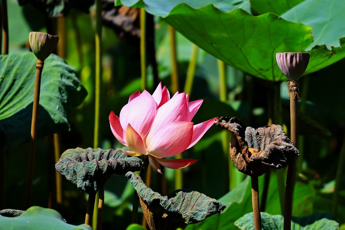 大暑节气，烈日中的荷花