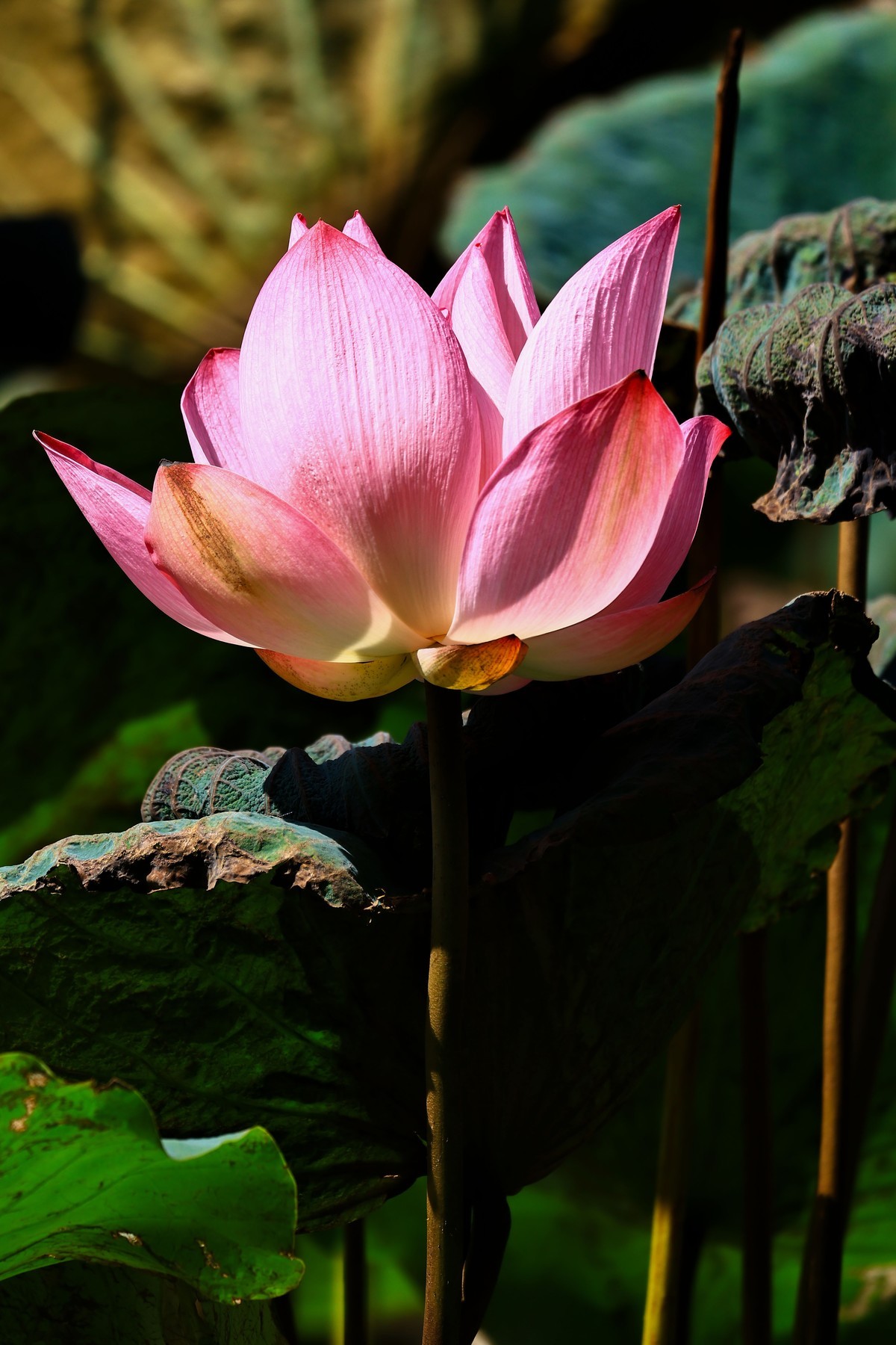 大暑节气，烈日中的荷花