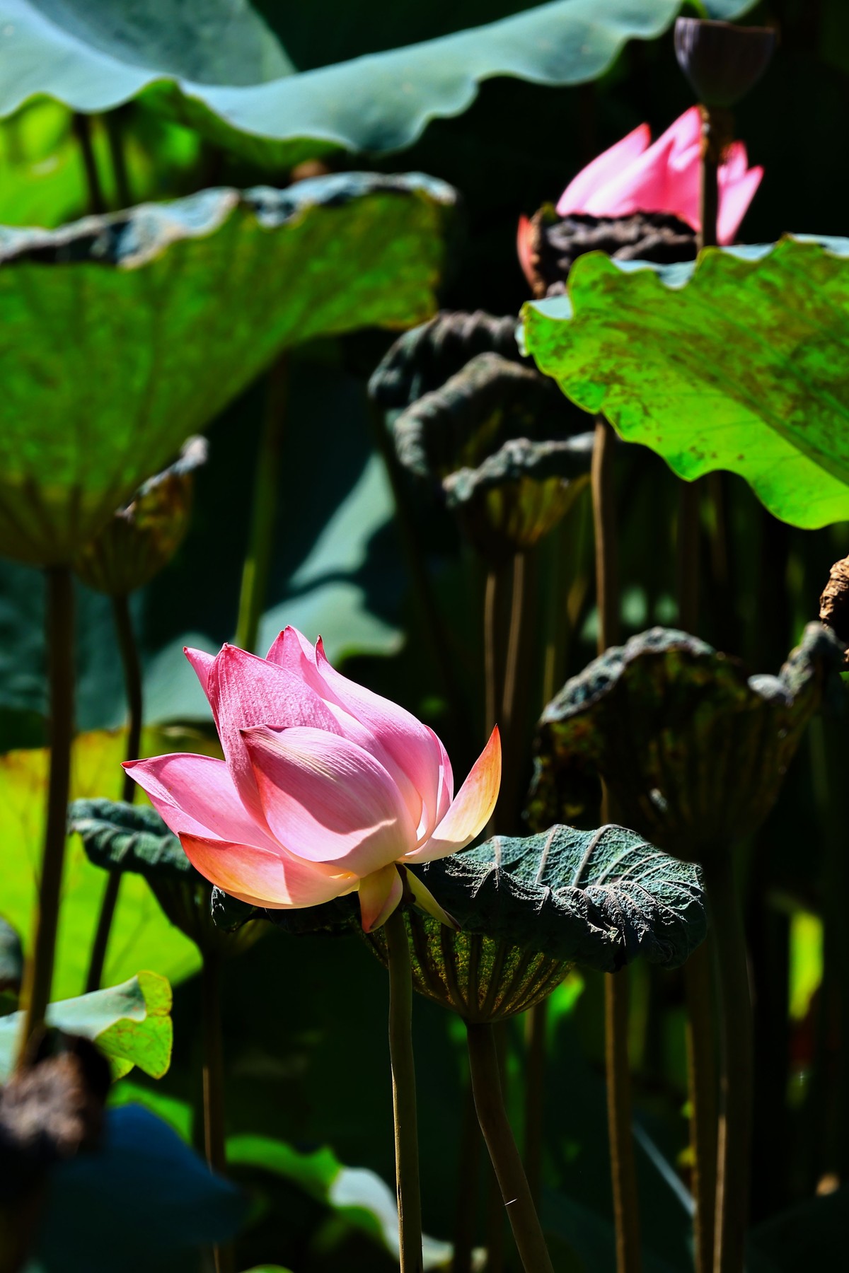 大暑节气，烈日中的荷花