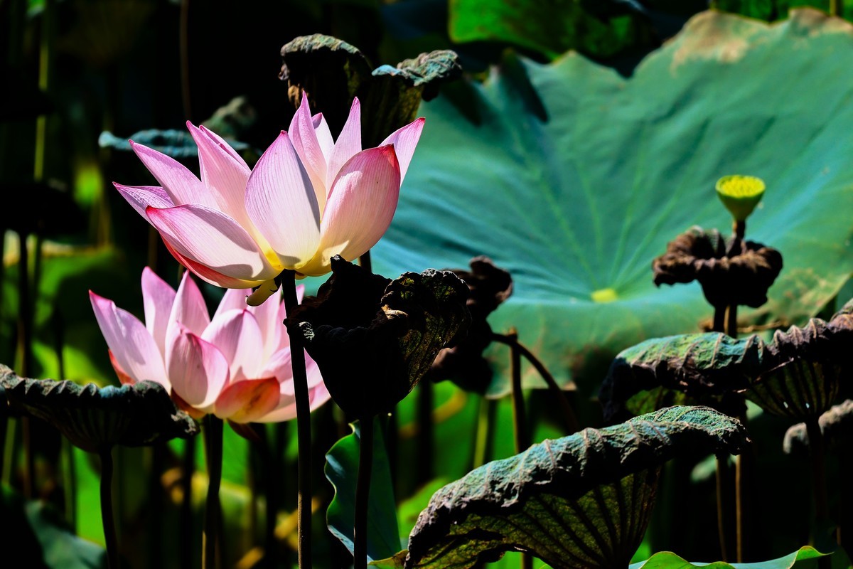 大暑节气，烈日中的荷花