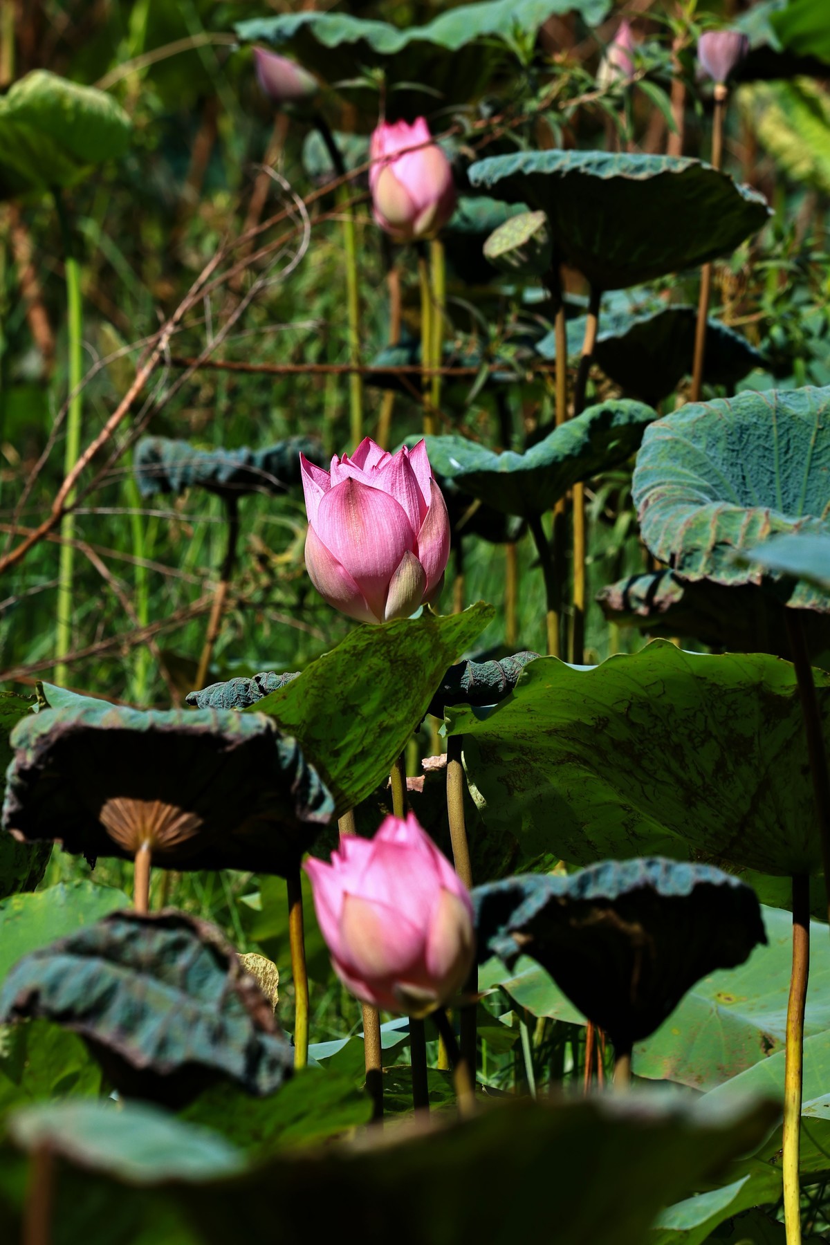 大暑节气，烈日中的荷花