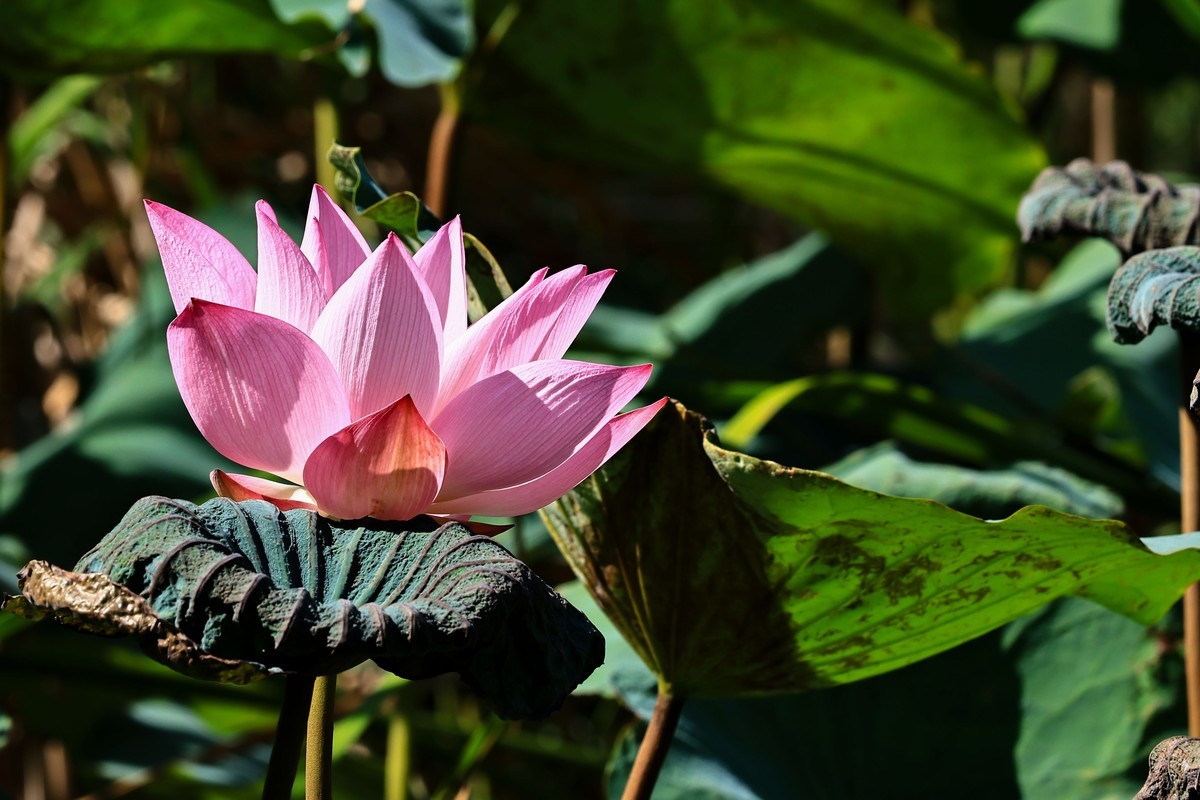 大暑节气，烈日中的荷花