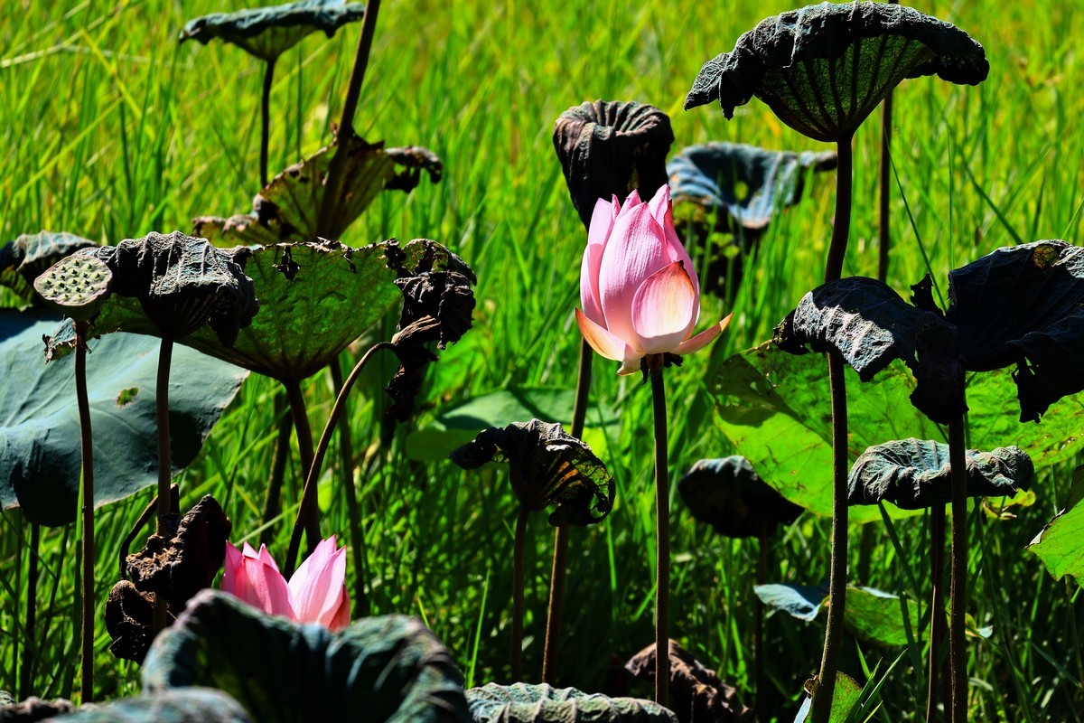 大暑节气，烈日中的荷花