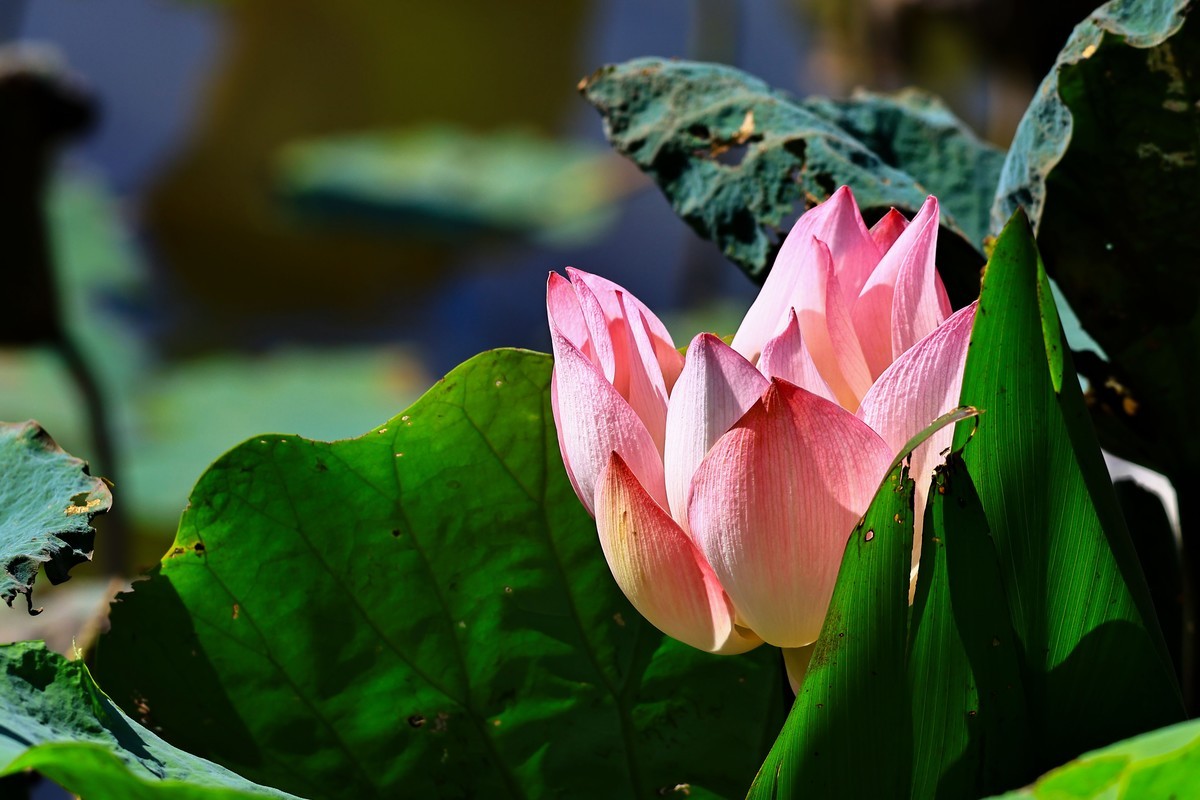 大暑节气，烈日中的荷花