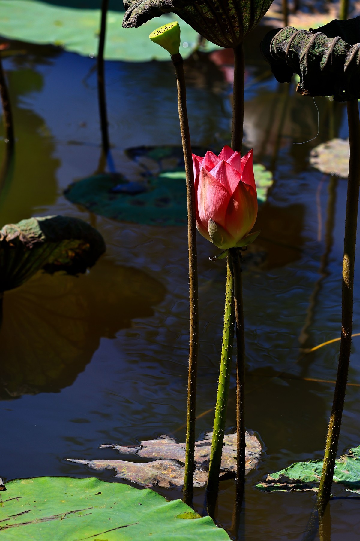 大暑节气，烈日中的荷花