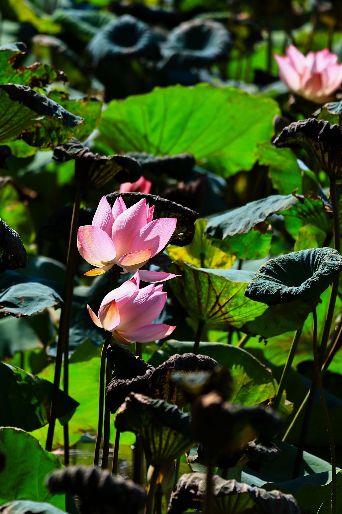 大暑节气，烈日中的荷花